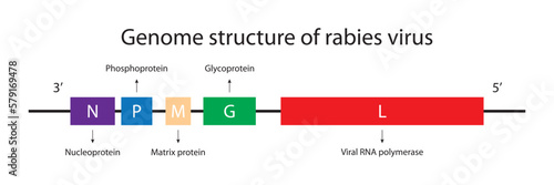 Genome structure of rabies virus