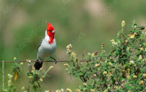 Cardinal Copete Rojo