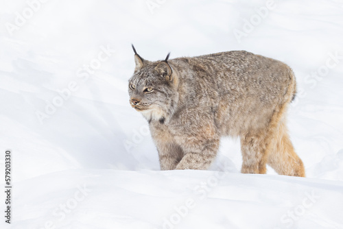  Canada lynx (Lynx canadensis), or Canadian lynx in winter
