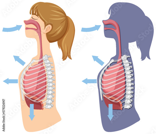 Mechanism of breathing inhale and exhale