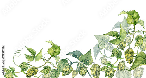 Board of hop vine, plant humulus watercolor illustration isolated on white background. Steam with leaves hand drawn. Design element for advertising beer festival, label, packaging, banner.