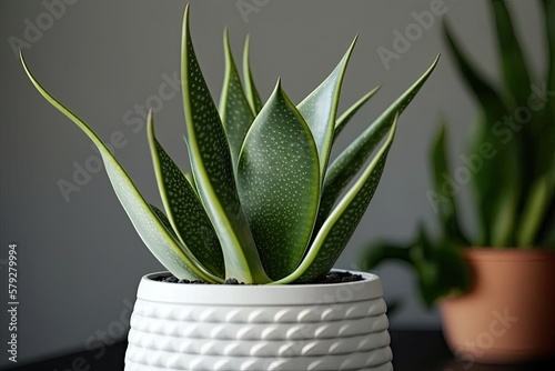 The Next Generation Species of the genus Sansevieria Laurentii, Snake Close up of a plant in a white plastic pot. Artificial, succulent plant for the home. Vertical. Limiting One's View. Generative AI