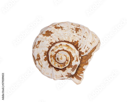 White-brown seashell on transparent isolated background. Sea, vacation, design element. Copy space