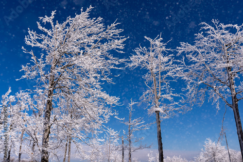 Zimowy krajobraz, drzewa pokryte grubą warstwą śniegu i lodu (4).