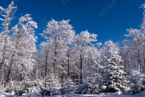 Gałęzie drzew pokryte śniegiem i lodem, zima w górach, Beskid Śląski (2).