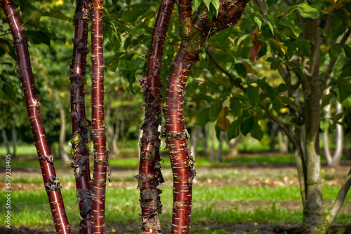 Prunus serrula multistem