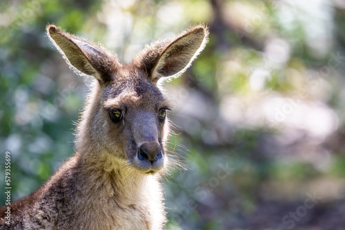 Forester kangaroo, Macropus giganteus, also known as the eastern grey or great grey kangaroo. Close up portrait with sunlit boken background and space for text. Tasmania.