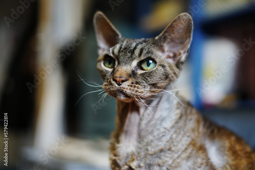 beautiful devon rex cat