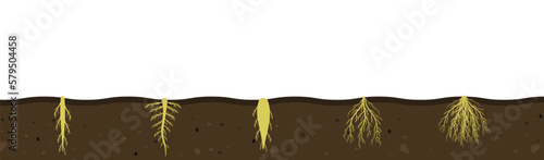 Variety of root systems in soil. Vector illustration of black soil section. Visual aid of fibrous and taproot rhizomes of plants