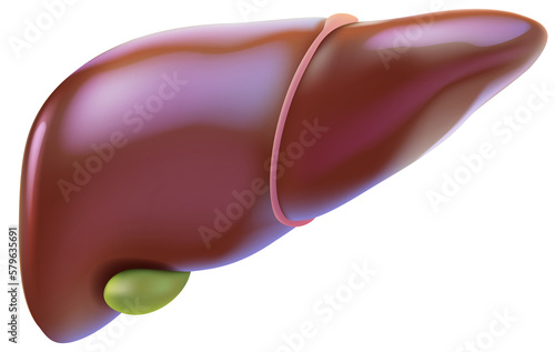 Liver and gallbladder illustration for medical and educational use.