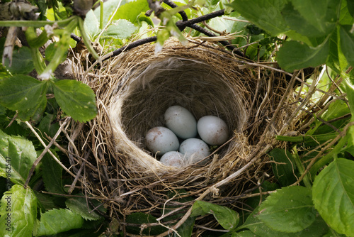 blackbird nest with eggs hidden in greenery