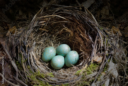 thrushes nest with four eggs