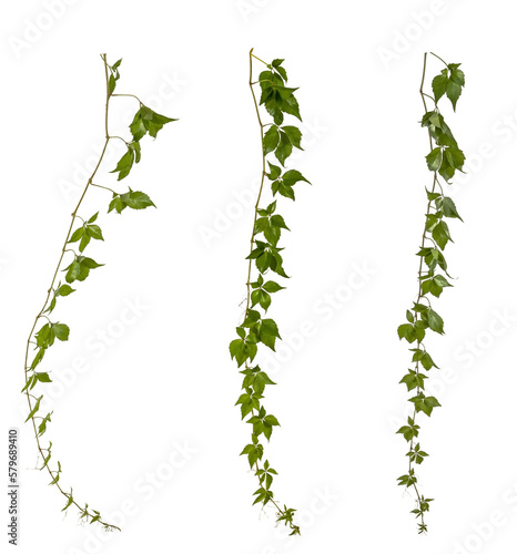 selection of green leaves of a vine / ivy / hedera branch isolated on transparent background - png - image compositing footage - alpha channel - nature - forest - jungle element