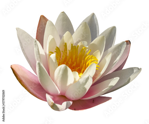 water lily, water rose or white nenuphar (Nymphaea alba) flower