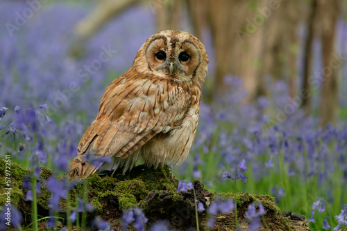 Tawny Owl in bluebell forest