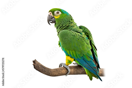 Amazon parrot perched on a branch, isolated on transparent background. PNG. close up of Amazon. digital ai art