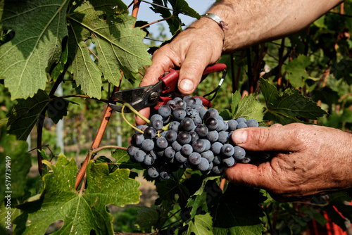 Vendemmia di uva nebbiolo in un vigneto di Agliè in Piemonte. Raccolta dei grappoli di uva per produrre vino nebbiolo, barbaresco e nebbiolo.