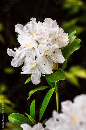 Biały rododendron