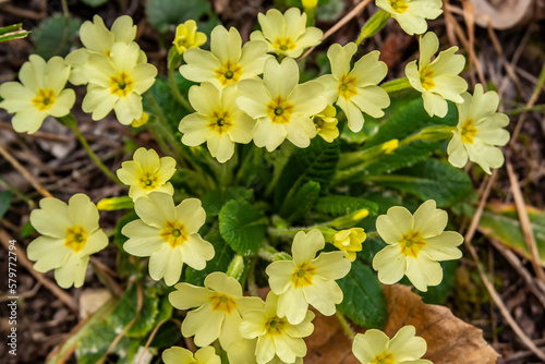 Background with spring yellow primroses