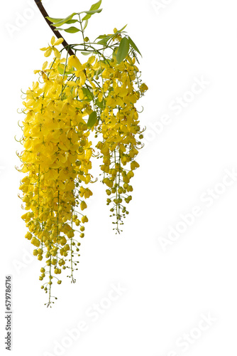 Yellow golden shower flower , cassia fistula flower isolated on white background.