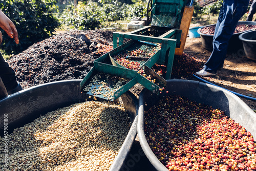 Coffee cherry pulping machine farmer. coffee bean machine process. Dry organic beans in coffee milling process