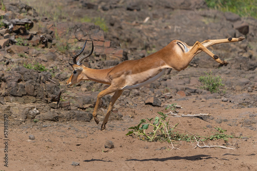 Impala male jumping in Mashatu Game Reserve in the Tuli Block in Botswana