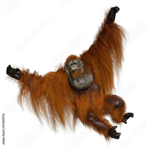A 3d rendered overlay of an orangutan hanging. HWWO Stock 