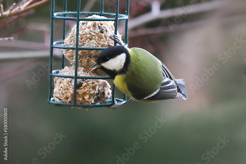 Parus major, tit at the feeder