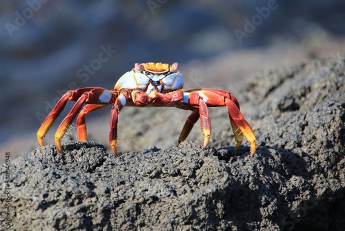 Galapagos sally lightfoot krabbe - galapagos island rote felsenkrabbe