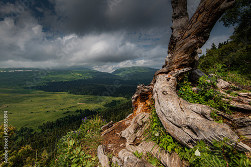 old dry tree on a high mountain cloudy weather green spring forest