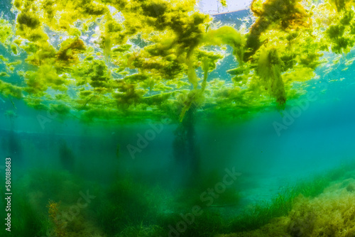 Forest of seaweed in Kagoshima