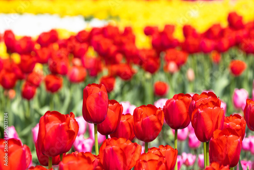 色とりどりのチューリップのお花畑 春の花の背景素材
