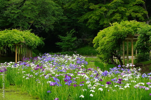 小石川後楽園、こいしかわこうらくえん、庭、庭園、5月、6月、春、花、紫、白、植物、自然、緑、 ハナショウブ、花菖蒲、Iris ensata var. ensata、アヤメ科、アヤメ属、ハナアヤメ、I. ensata var. hortensis、I. kaempferi、 アヤメ、あやめ、