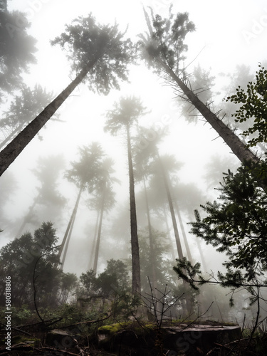 Tall trees emerging in the sky in a foggy forest, lookup