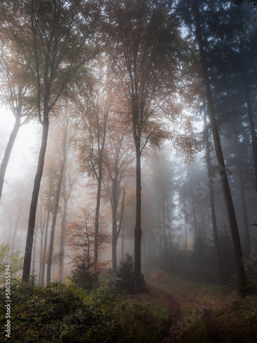Subtle colors in an open foggy forest