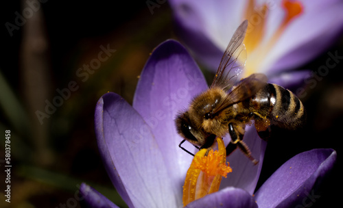 pracowita pszczoła zbiera pyłek z pierwszych krokusów
