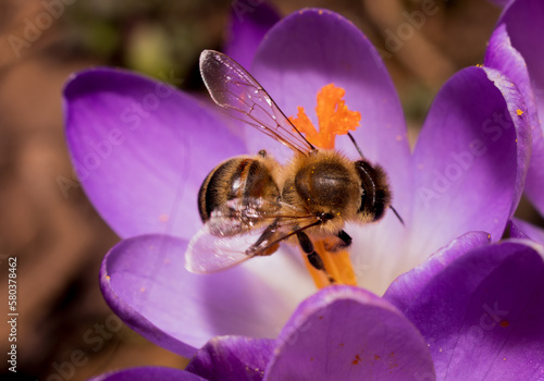 Pszczoła zbierająca pyłek z fioletowego krokusa