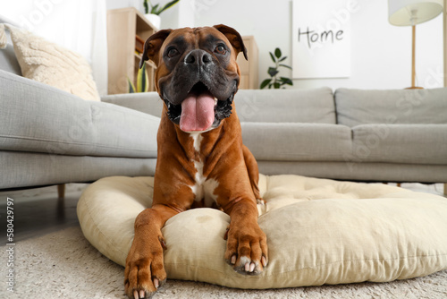 Boxer dog lying on pet bed at home