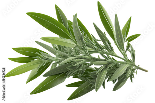Fresh green organic tarragon leaves, transparent image without background, isolated, created with Generative AI