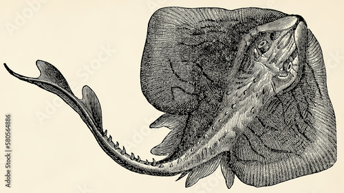 The fish - thornback ray (Raja clavata). Antique stylized illustration.