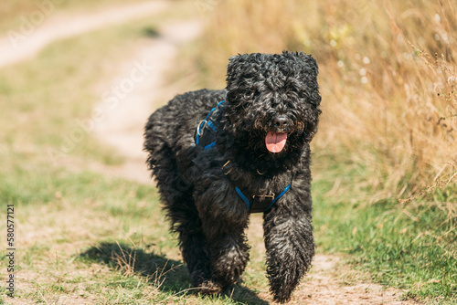 Beautiful Bouvier des Flandres funny running outdoor in countryside road in autumn day. Funny Bouvier des Flandres herding dog breed running in countryside road.