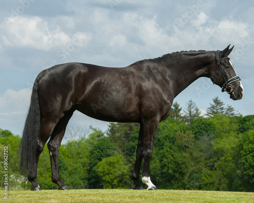 purebred oldenburg horse conformation shot dark brown or black with one white sock equine conformation full body shot side view of horse body blue sky and greenery in background horizontal format 