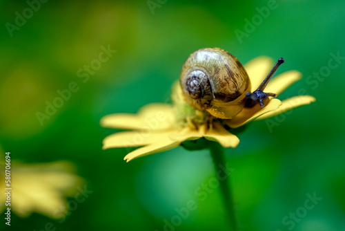 Ślimak na żółtym kwiatku