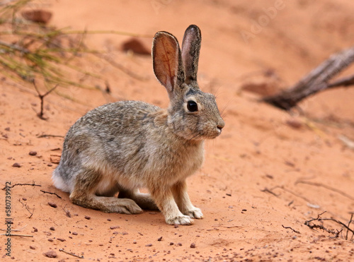 A Desert Cottontail (Sylvilagus audubonii) sitting in the sand in Arches National Park, Utah.