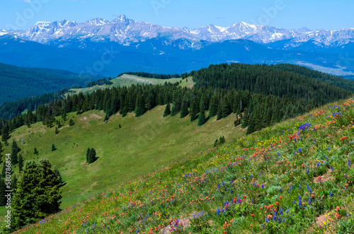 Wildflowers blooming on Shrine Pass, Vail, Colorado, USA.