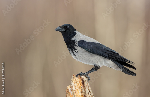 Hooded Crow - at the wet forest in early spring