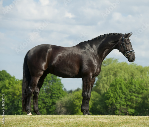 westphalian horse conformation photo of large black warmblood purebred horse very fit with good form full body on grass with blue sky and green brush in background horizontal format room for type 