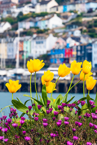 Yellow tulips on the flowerbed with Village in the background, Kingswear from Dartmouth, Devon, England, Europe