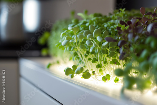Microgreens growing with the artificial light. Generative AI