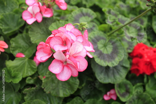 Pelargonium hortorum (Zonal). Pelargonium is genus of flowering plants, perennials, succulents, and shrubs, commonly known as geraniums, pelargoniums, or storksbills.